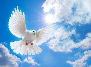 Dove Flying Vinyl Wall Mural Decal Sticker Art Graphics Wallpaper Decor 900x900 300x222
