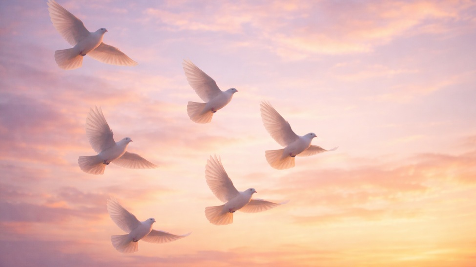 Largo, FL cremation services represented by white doves flying peacefully in a soft sunset sky